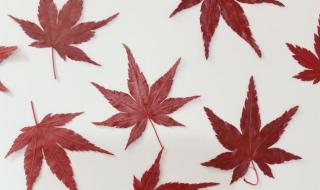 树叶手工粘贴画教程