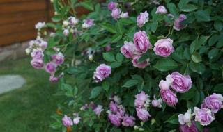 神秘花园钢琴谱 神秘花园钢琴谱